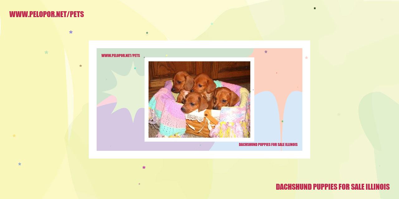 dachshund puppies for sale illinois