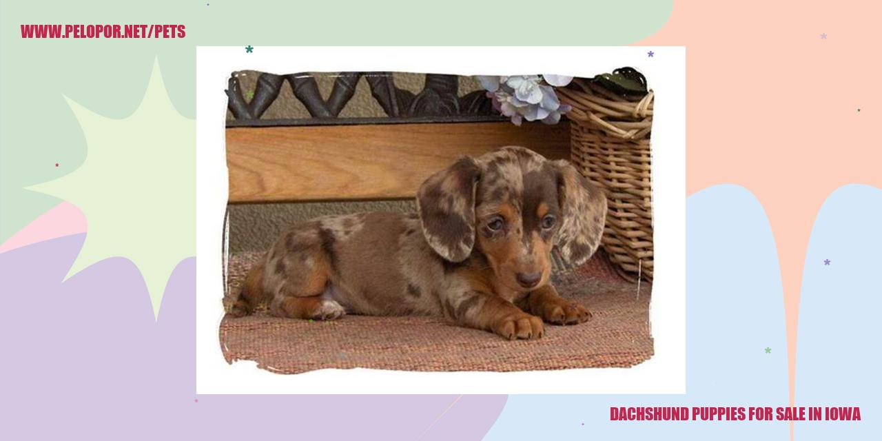 dachshund puppies for sale in iowa
