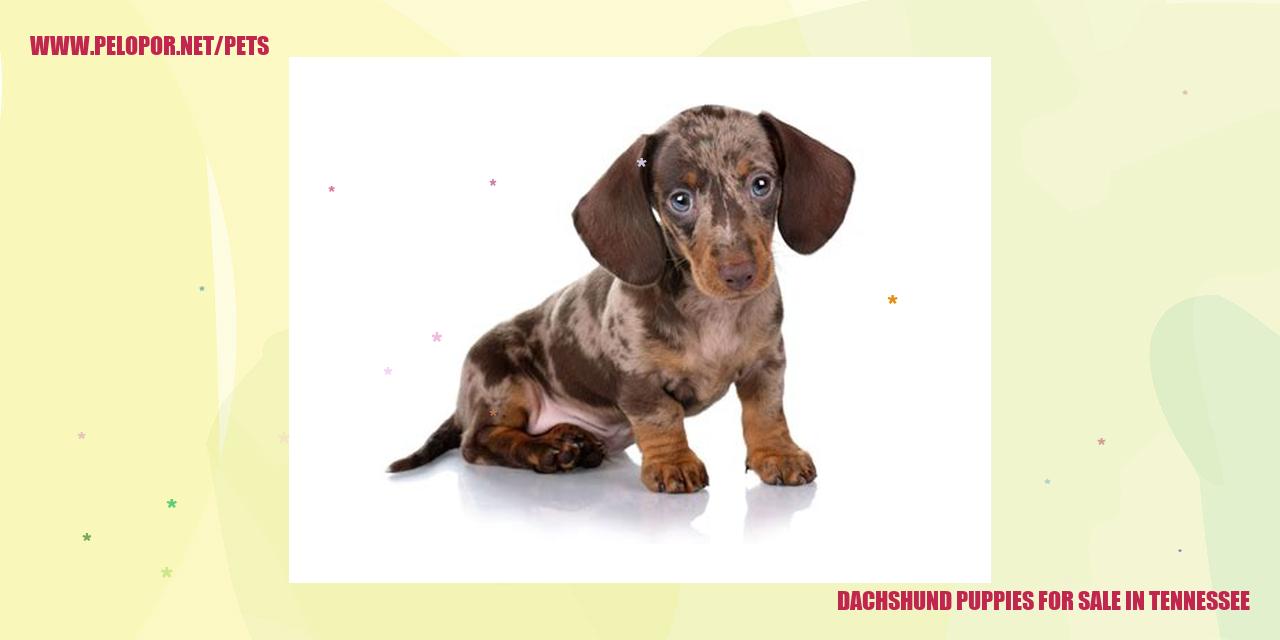 Dachshund Puppies For Sale In Tennessee