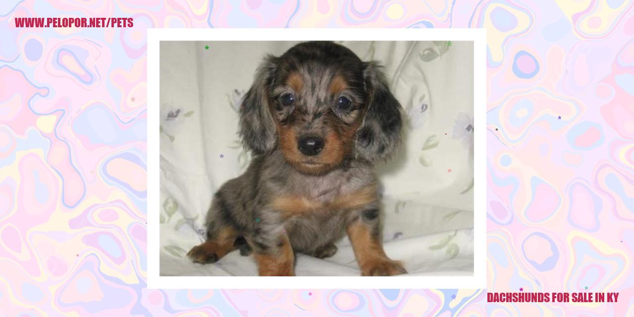 Dachshunds For Sale In Ky