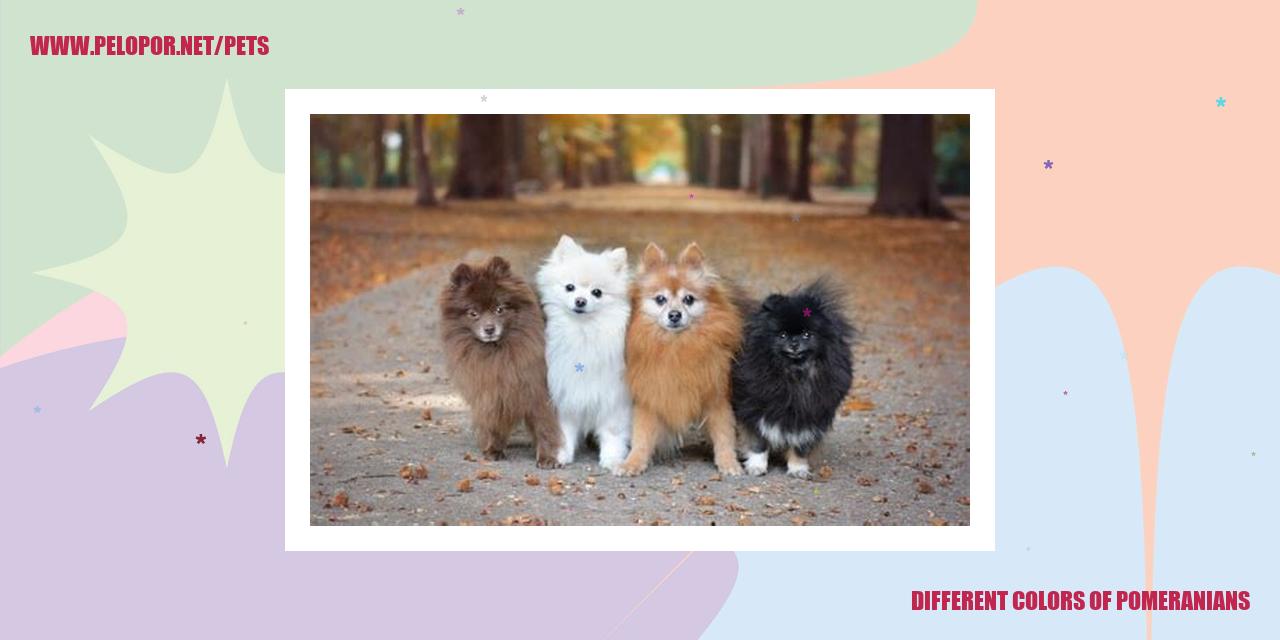 Different Colors Of Pomeranians