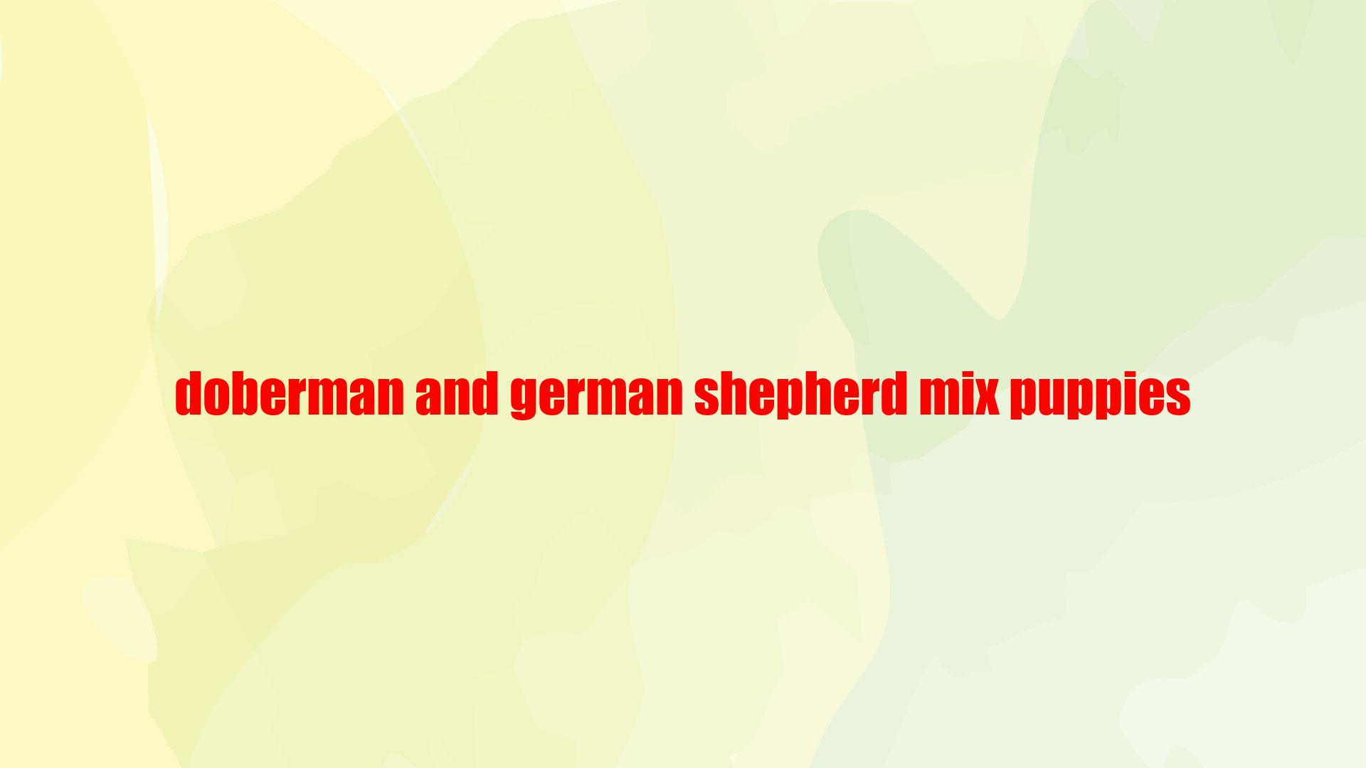Doberman And German Shepherd Mix Puppies