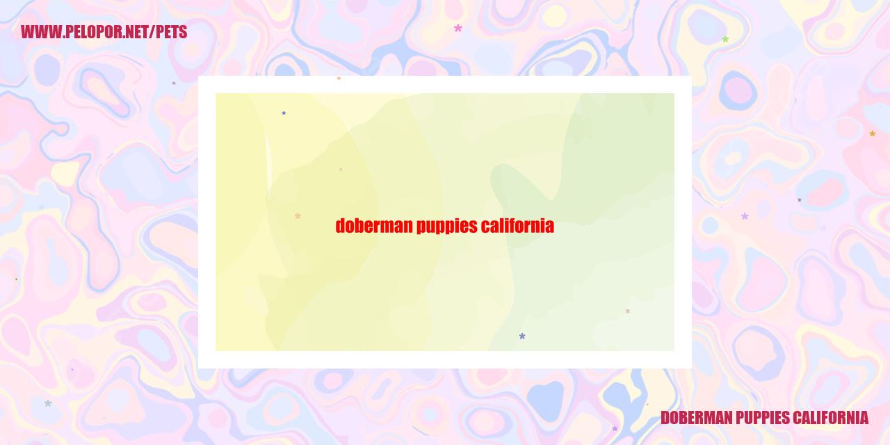 Doberman Puppies California