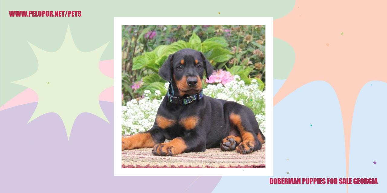 Doberman Puppies For Sale Georgia