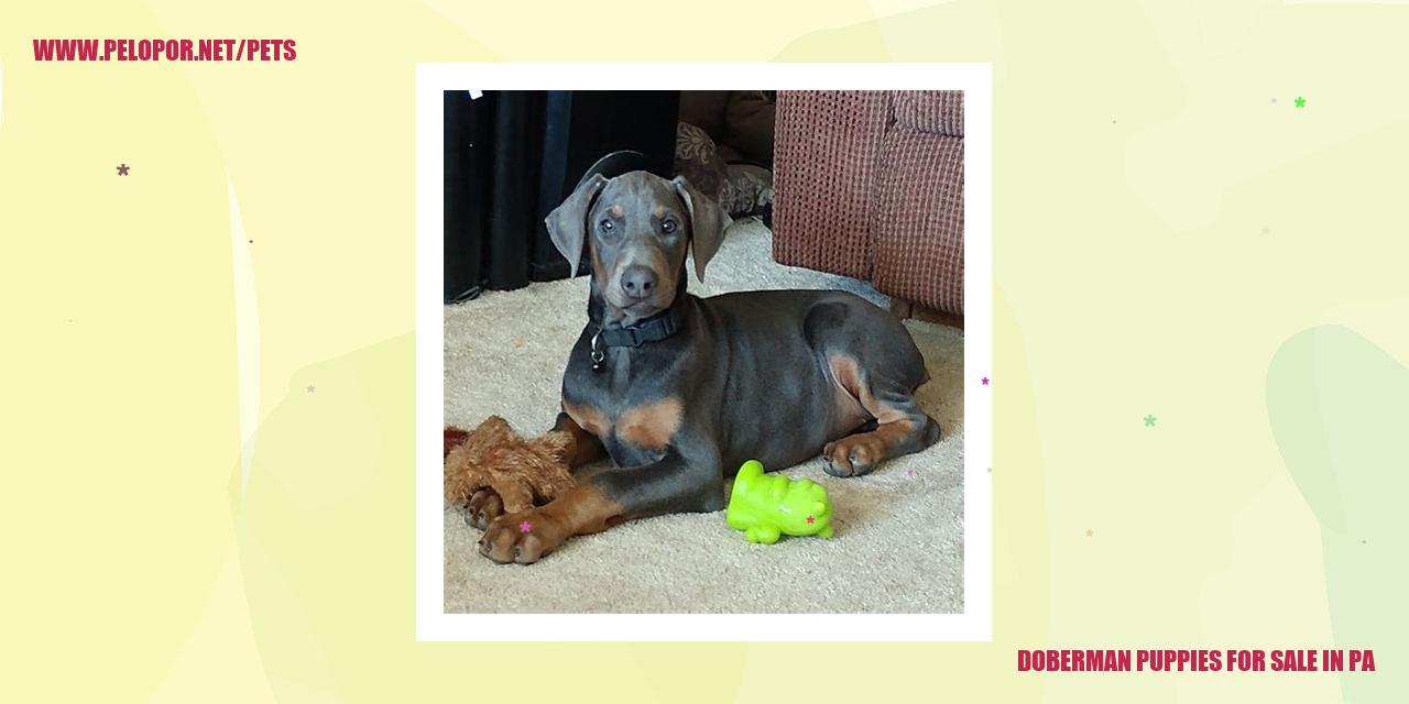 Doberman Puppies For Sale In Pa