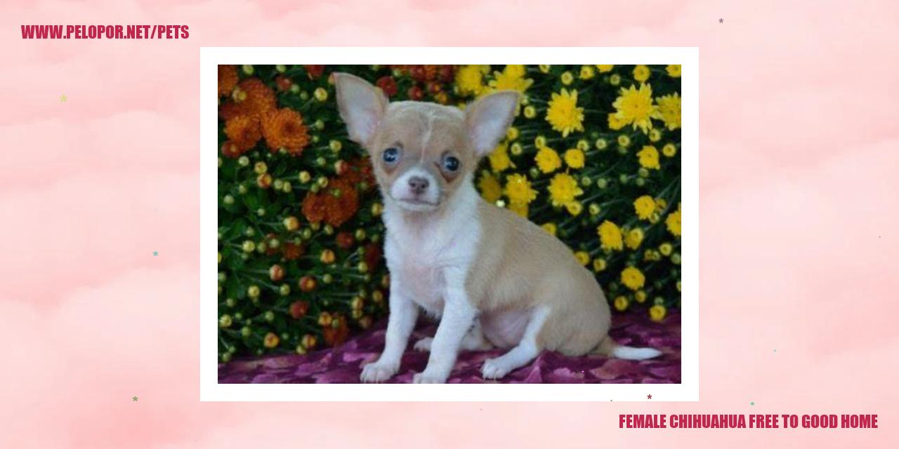 Female Chihuahua Free To Good Home