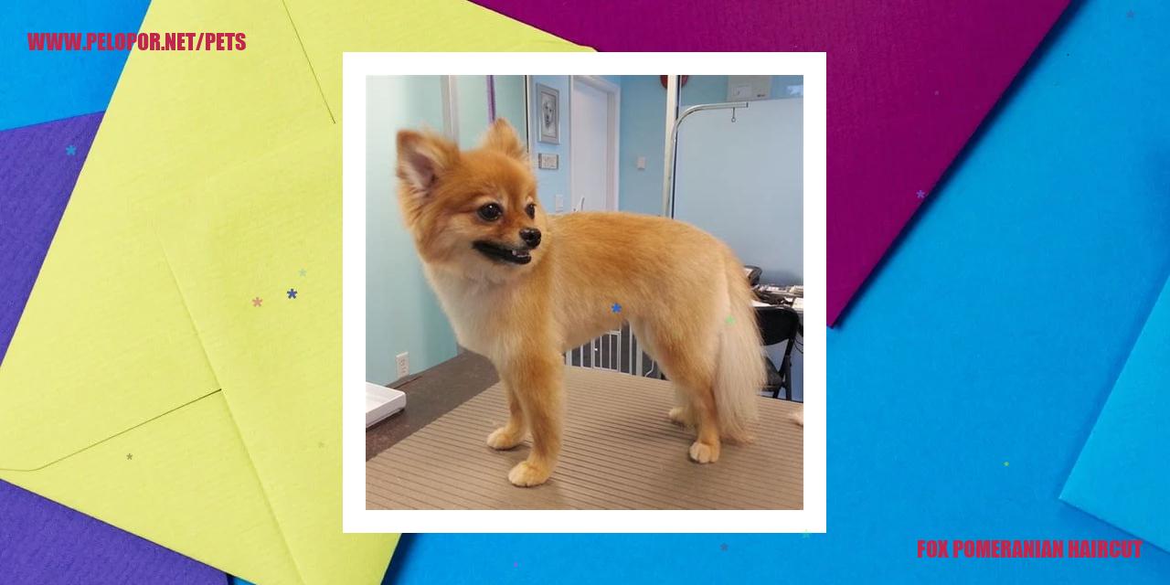 Fox Pomeranian Haircut