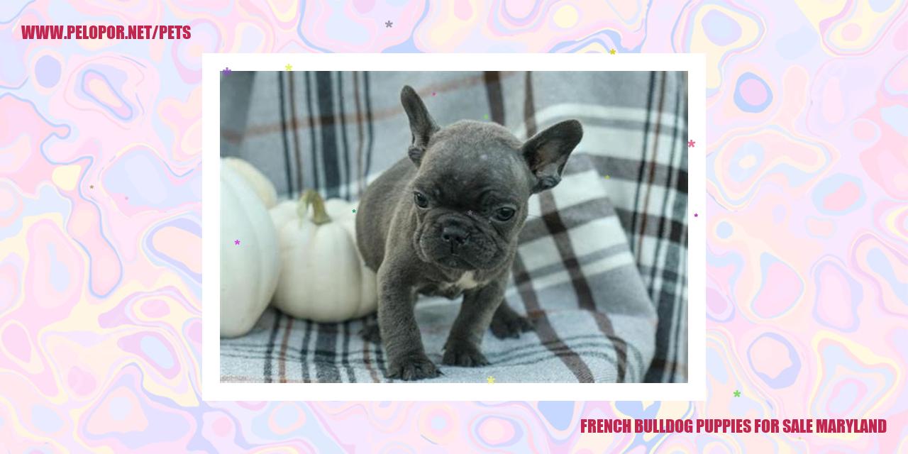 French Bulldog Puppies For Sale Maryland
