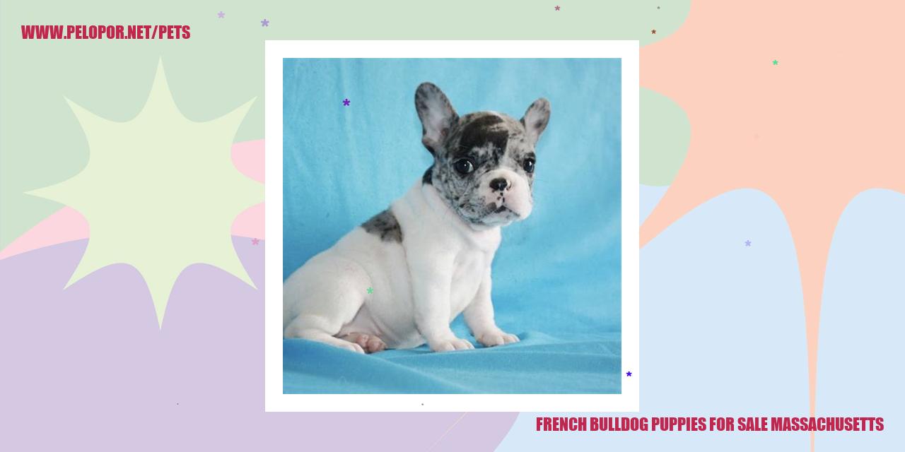 French Bulldog Puppies For Sale Massachusetts