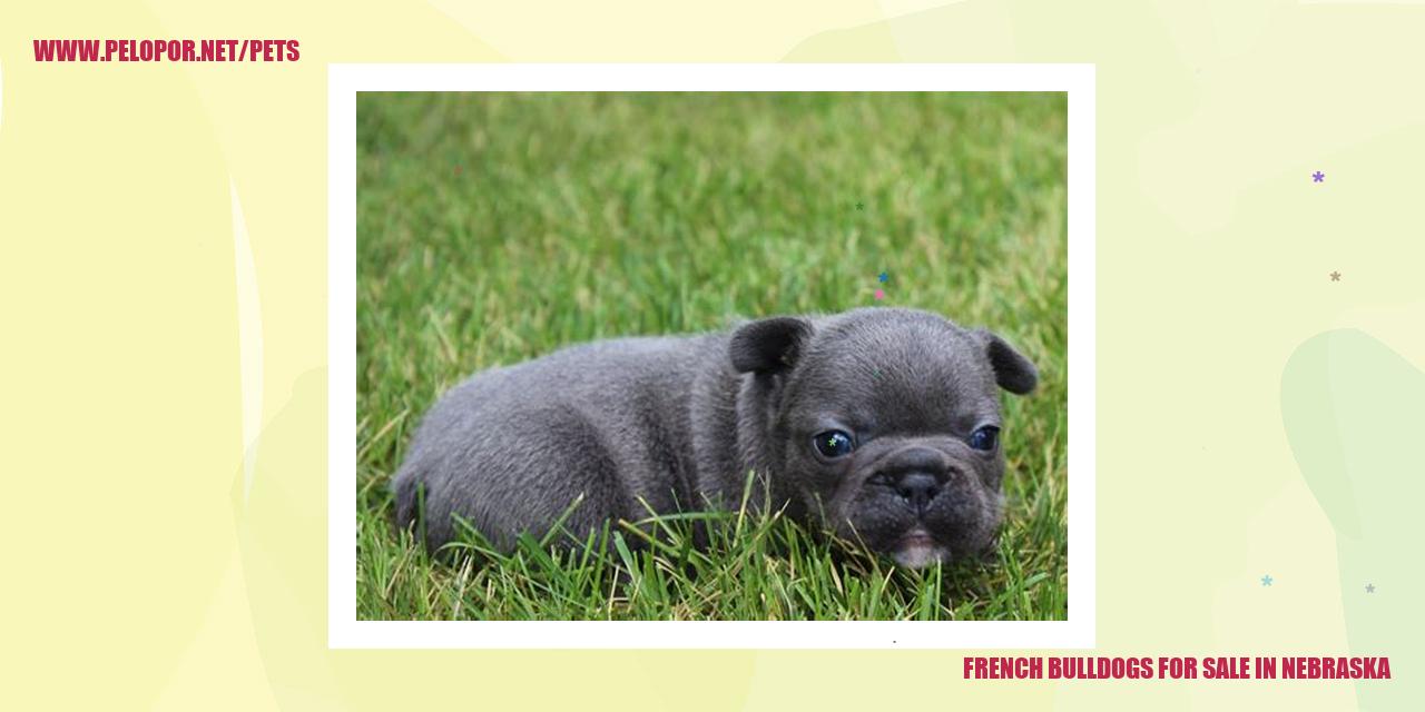 French Bulldogs For Sale In Nebraska