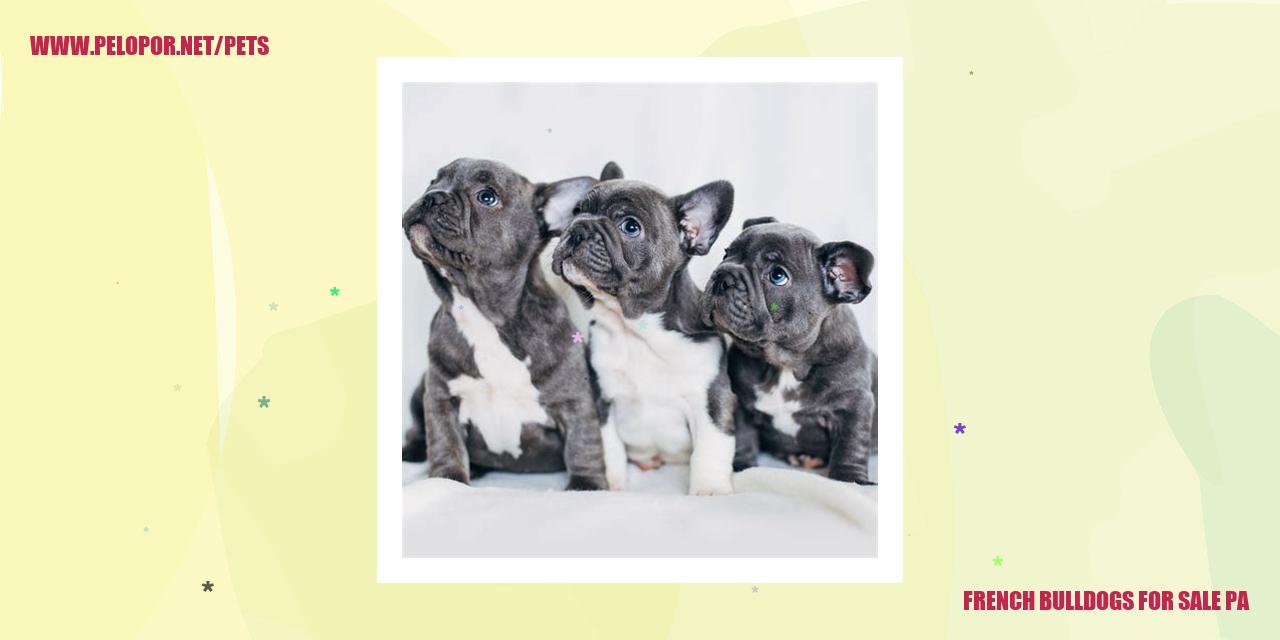 French Bulldogs For Sale Pa