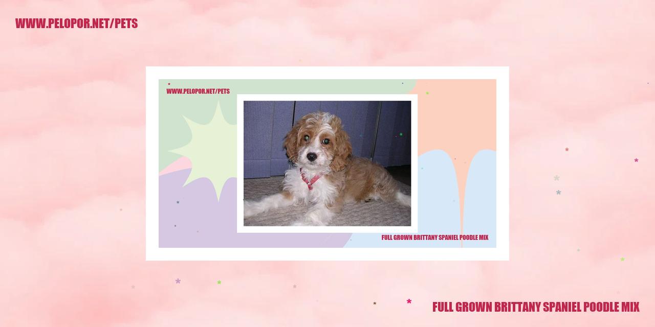 full grown brittany spaniel poodle mix