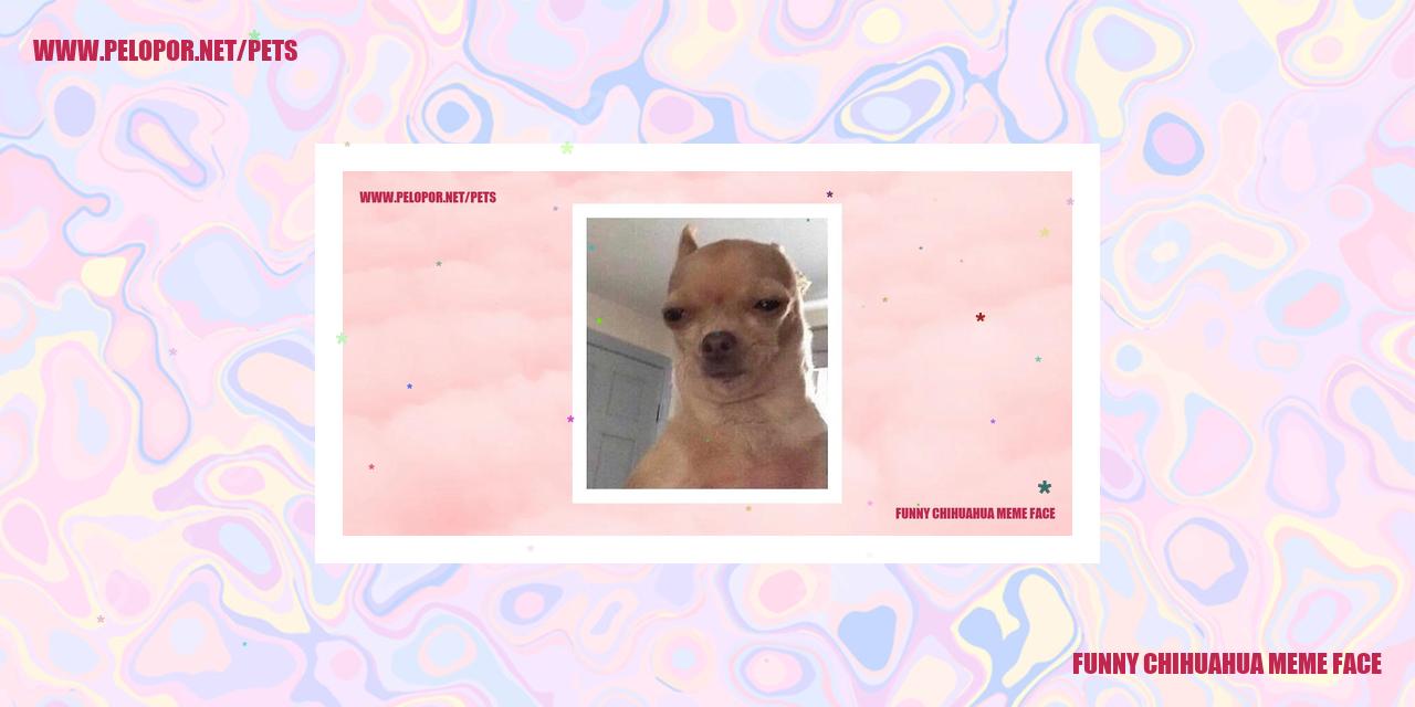 Funny Chihuahua Meme Face