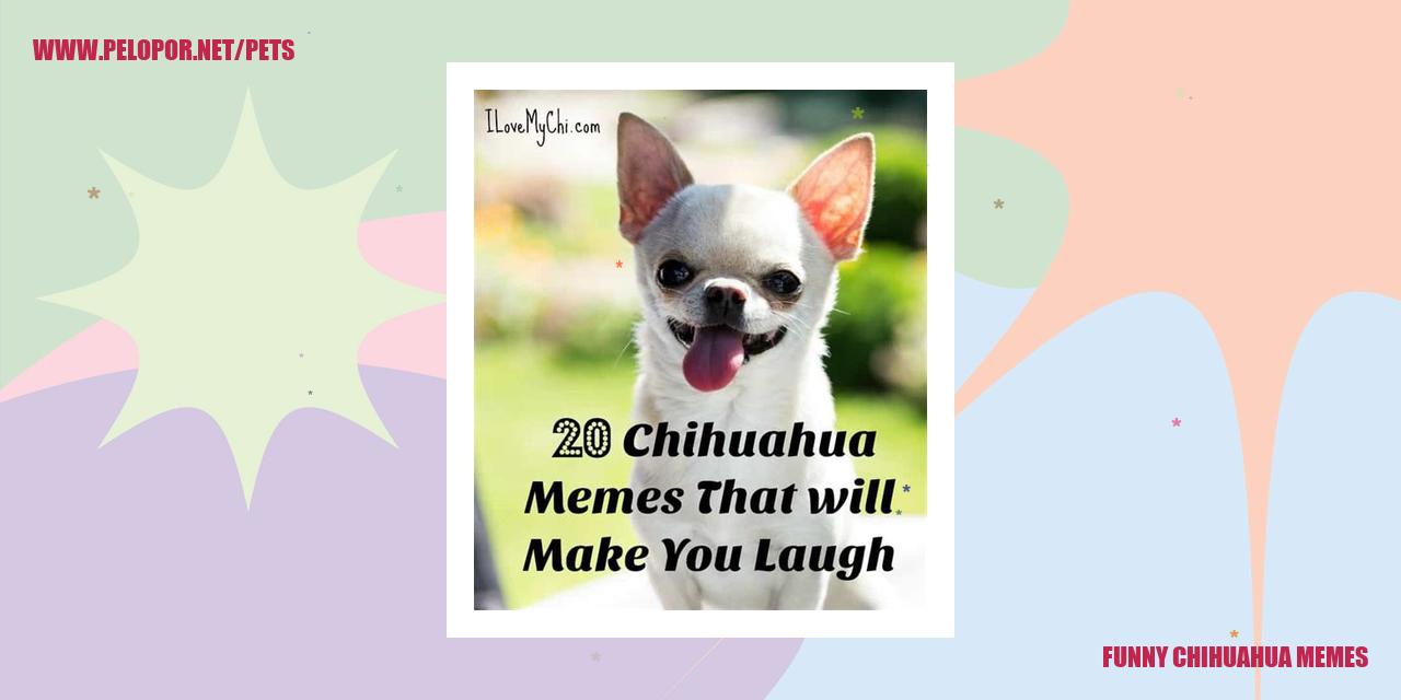 Funny Chihuahua Memes