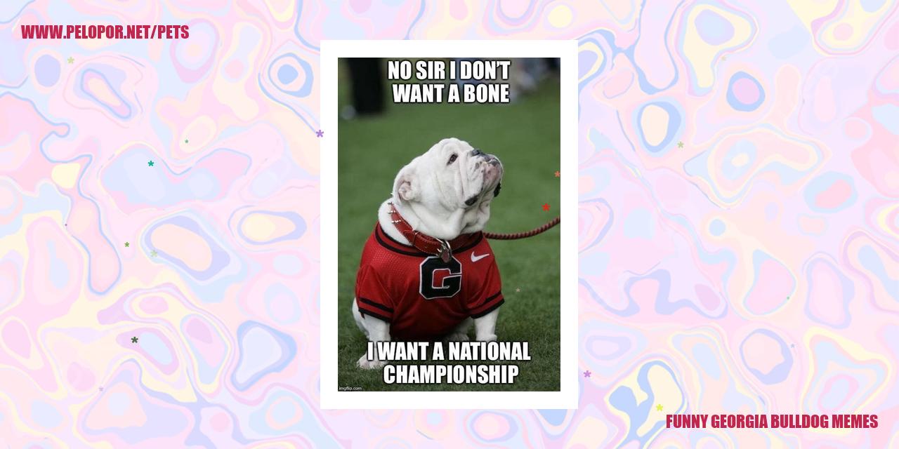 Funny Georgia Bulldog Memes