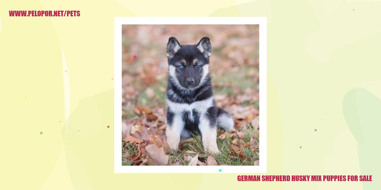 German Shepherd Husky Mix Puppies For Sale