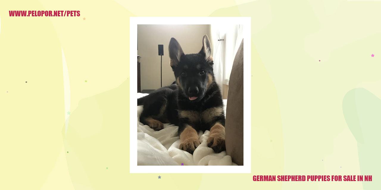 German Shepherd Puppies For Sale In Nh