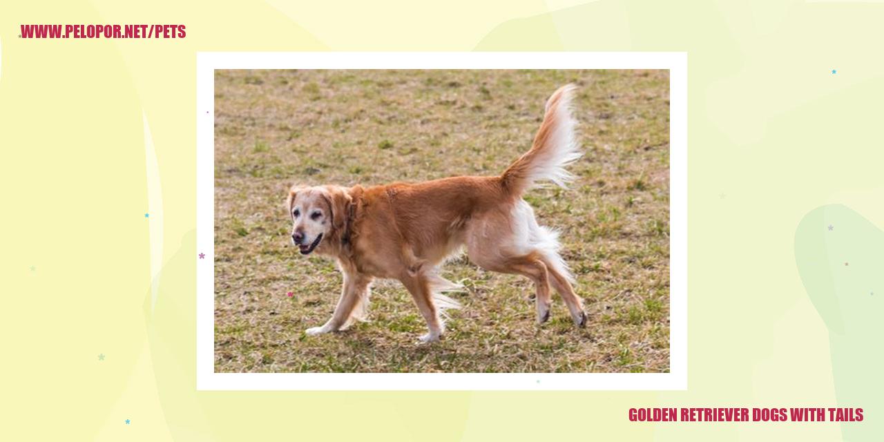 Golden Retriever Dogs With Tails
