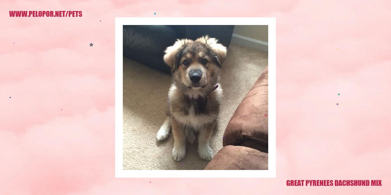 Great Pyrenees Dachshund Mix