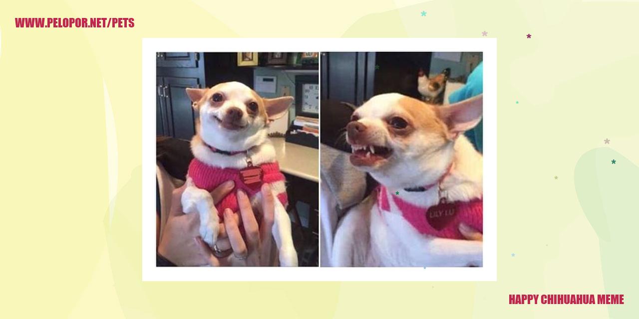 Happy Chihuahua Meme