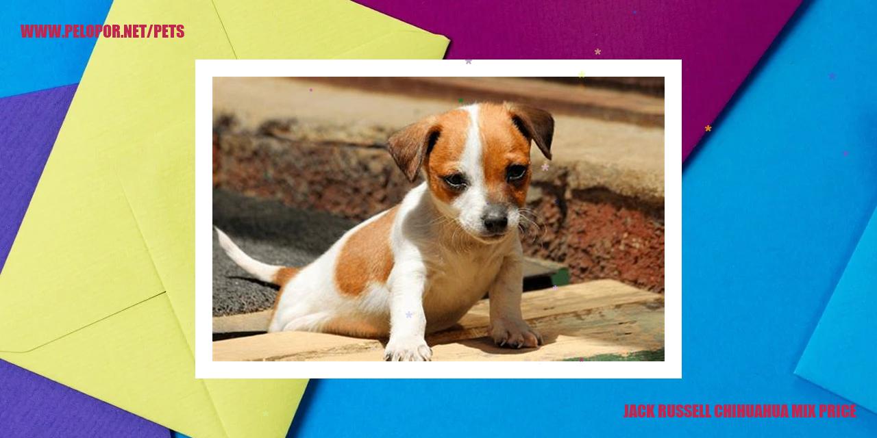 Jack Russell Chihuahua Mix Price