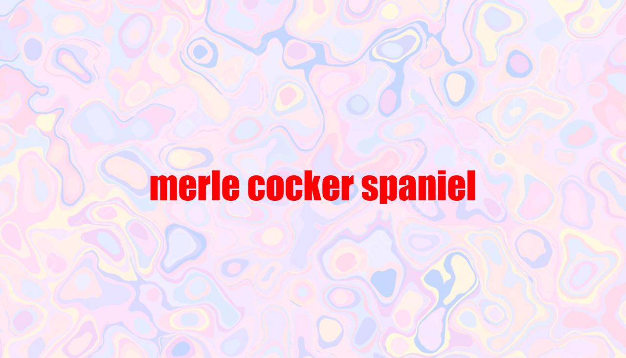 Merle Cocker Spaniel