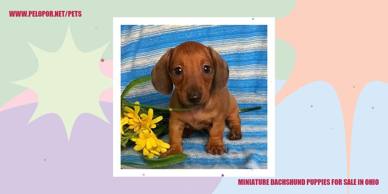 Miniature Dachshund Puppies For Sale In Ohio
