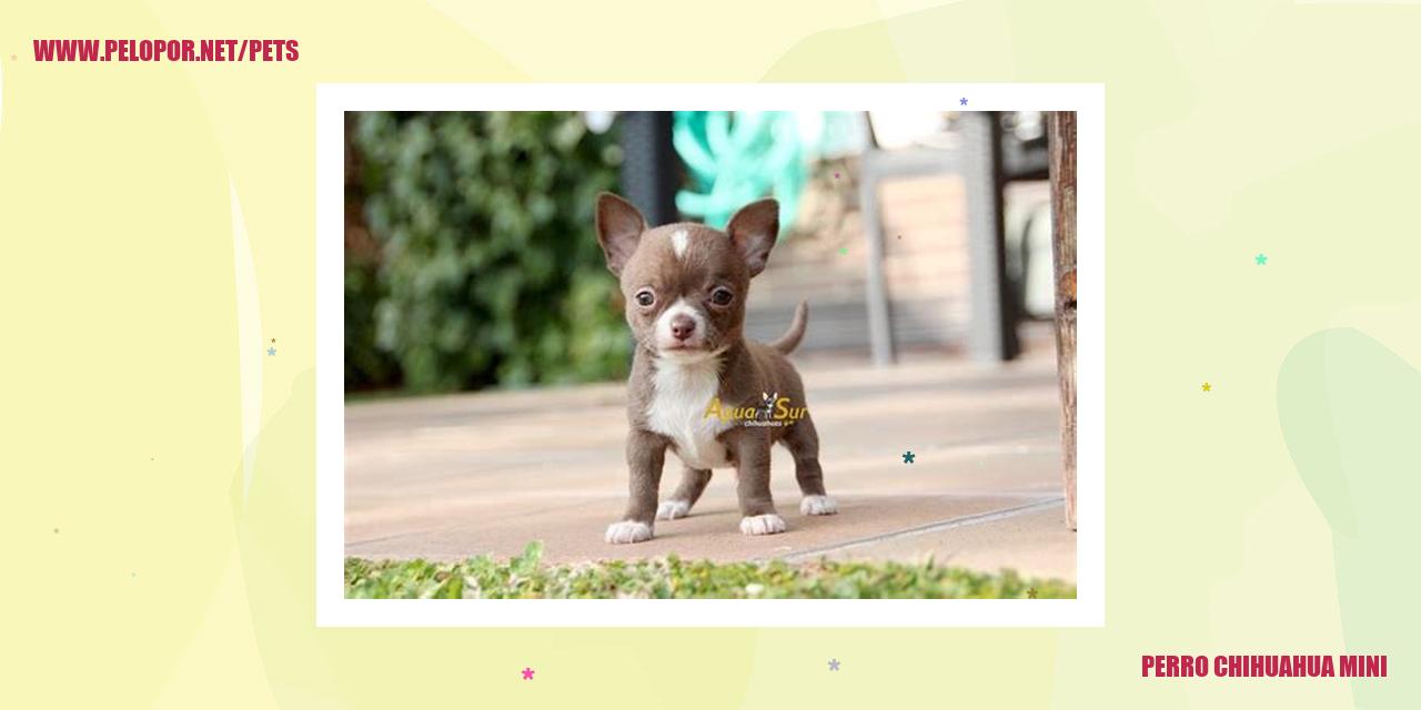 Perro Chihuahua Mini