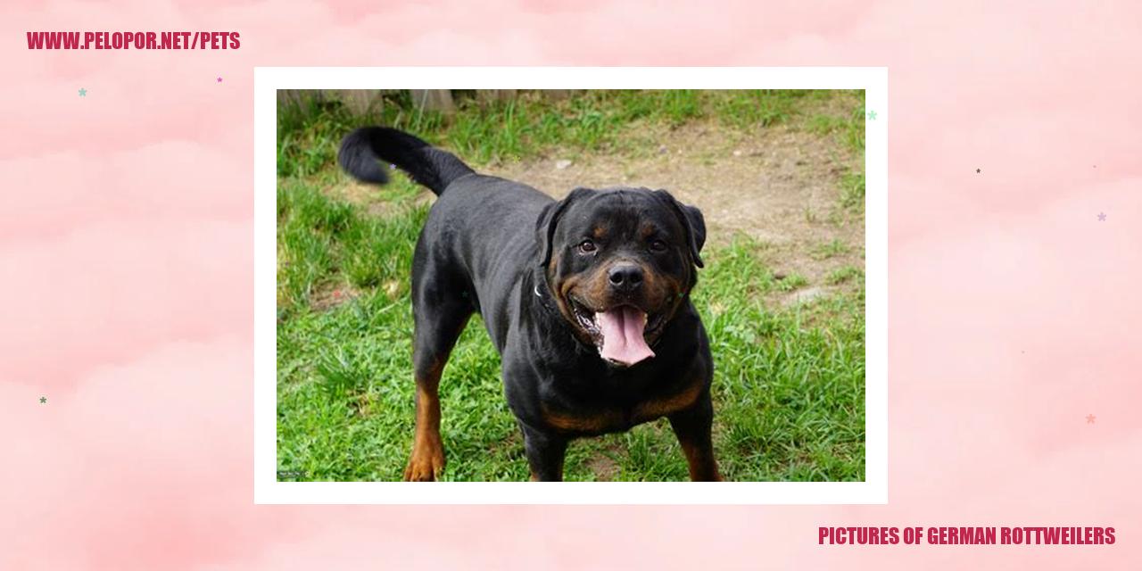 Pictures Of German Rottweilers