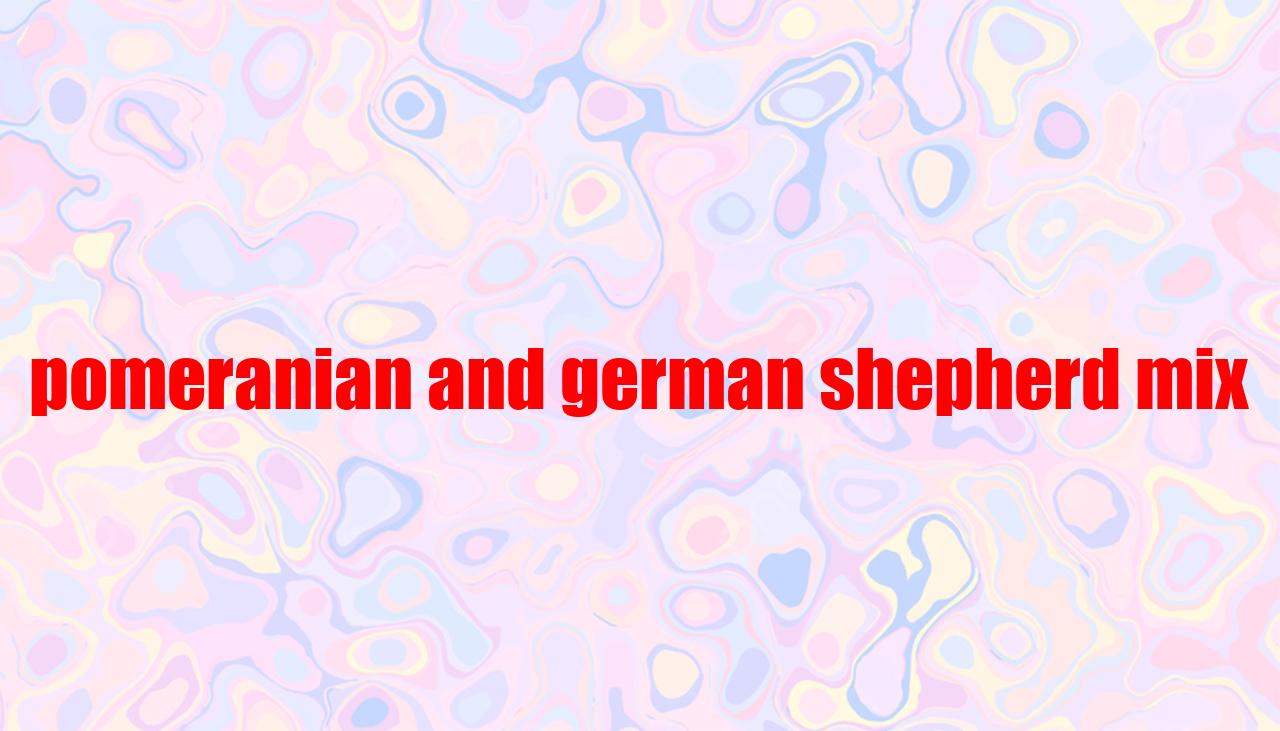 Pomeranian And German Shepherd Mix