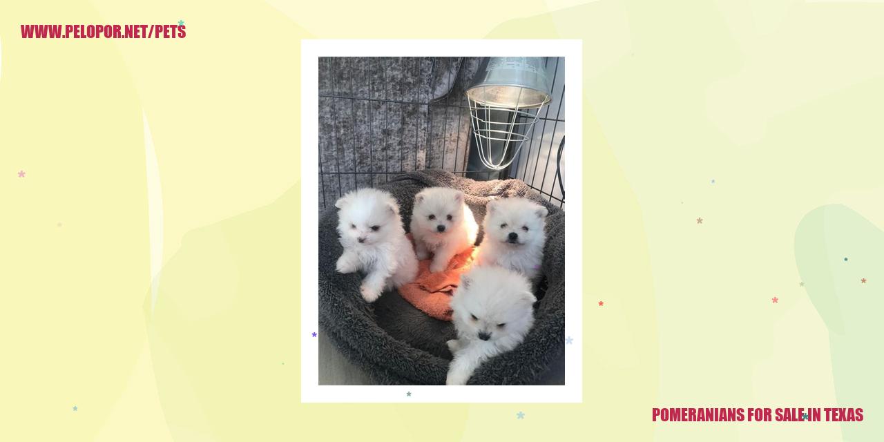 Pomeranians For Sale In Texas