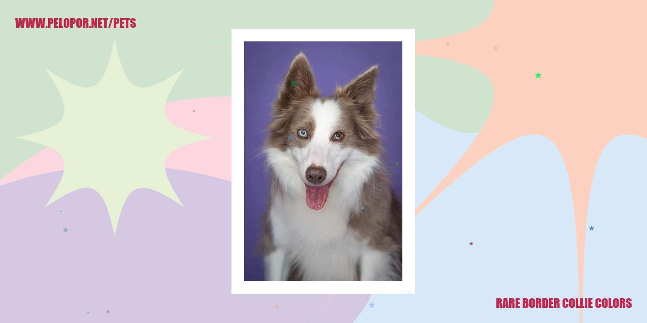 Border Collie Colors: Rarest to Most Common - A-Z Animals