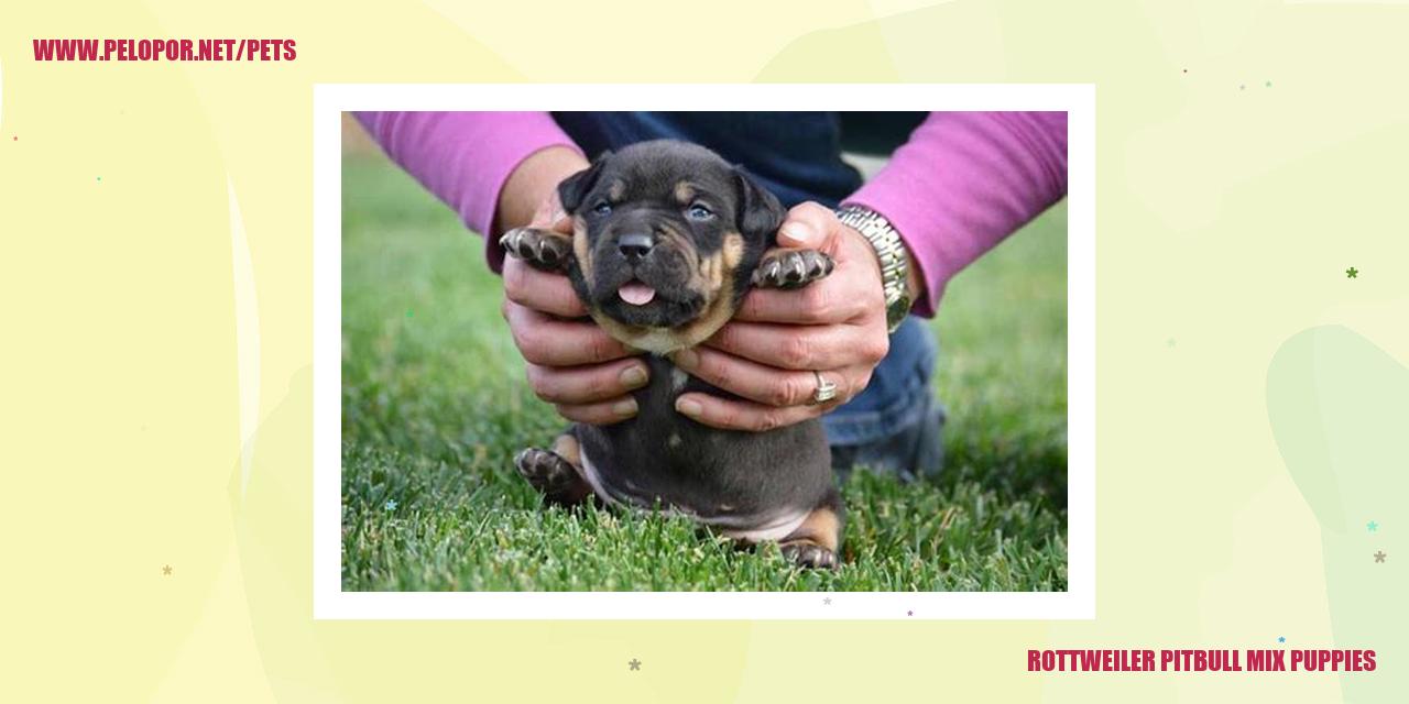 Rottweiler Pitbull Mix Puppies