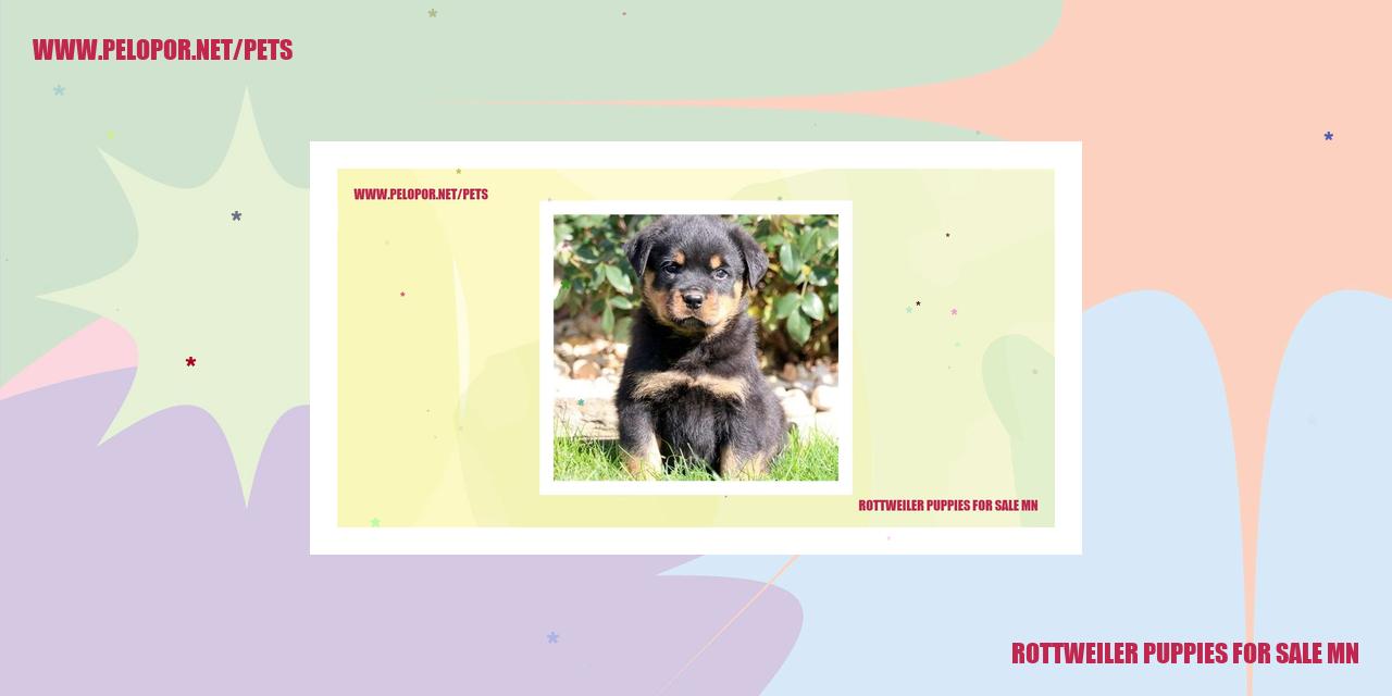 Rottweiler Puppies For Sale Mn