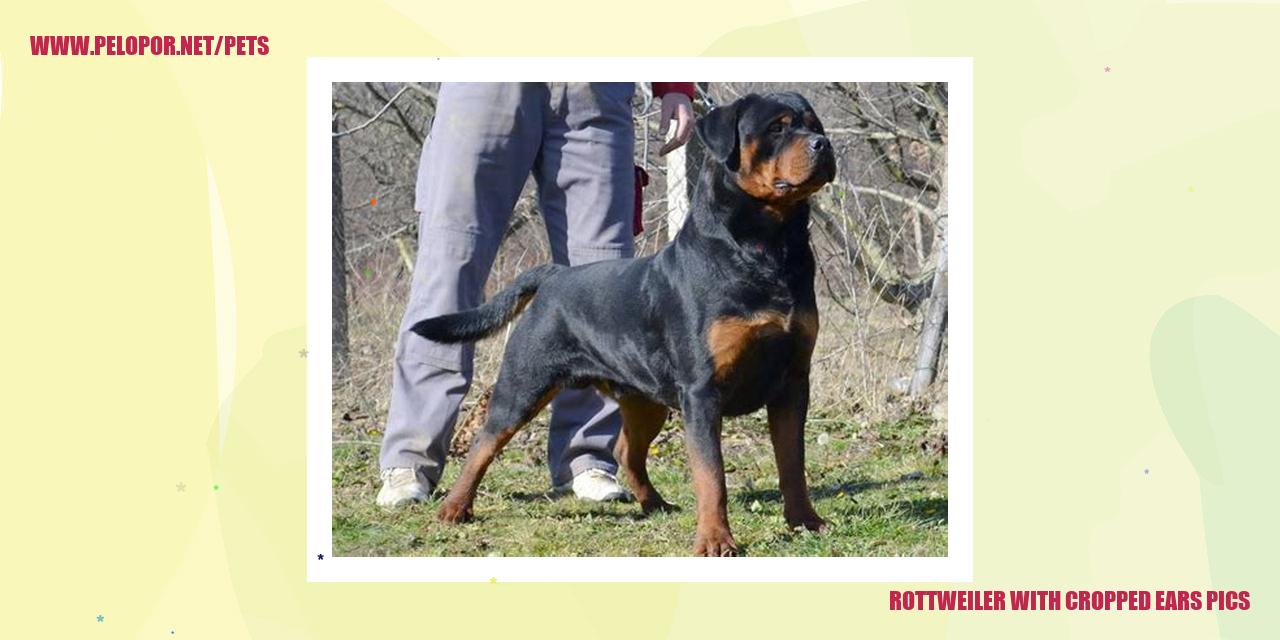 Rottweiler With Cropped Ears Pics