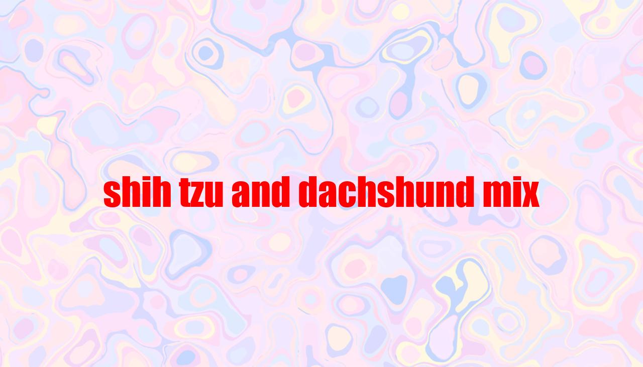 Shih Tzu And Dachshund Mix