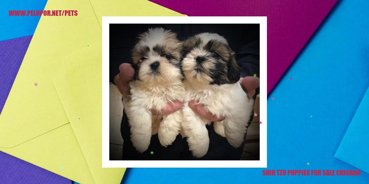 Shih Tzu Puppies For Sale Chicago