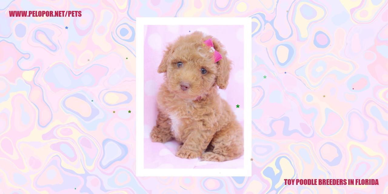 Toy Poodle Breeders In Florida