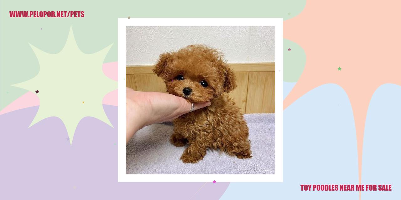 Toy Poodles Near Me For Sale