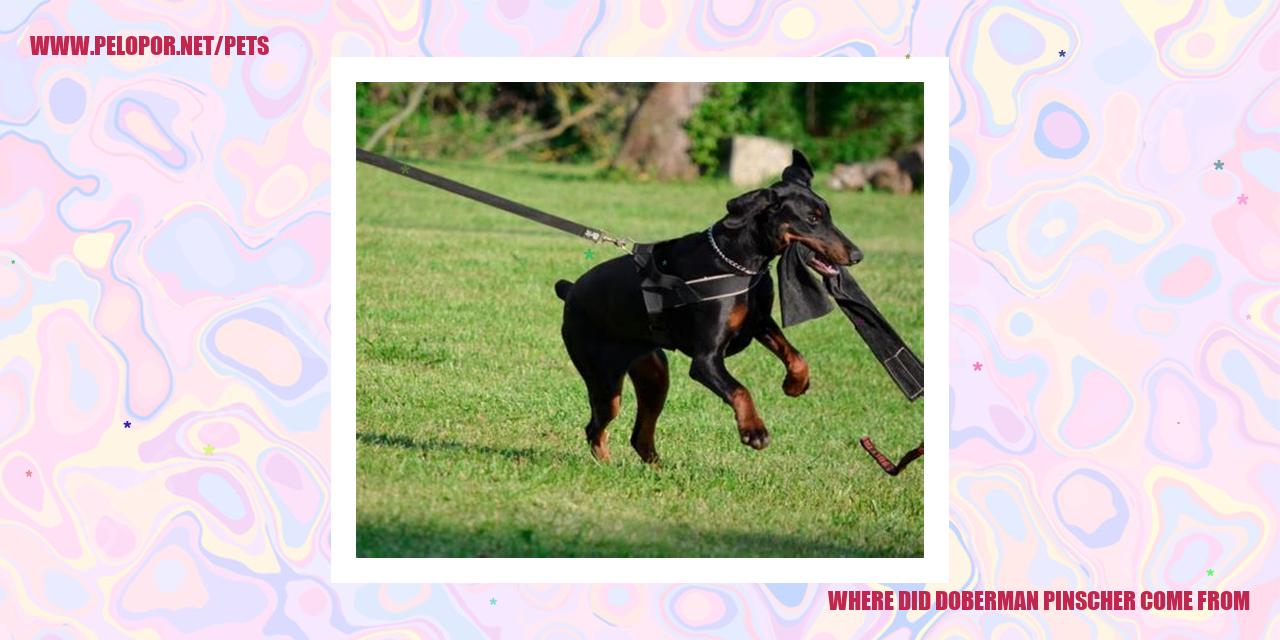 Where Did Doberman Pinscher Come From