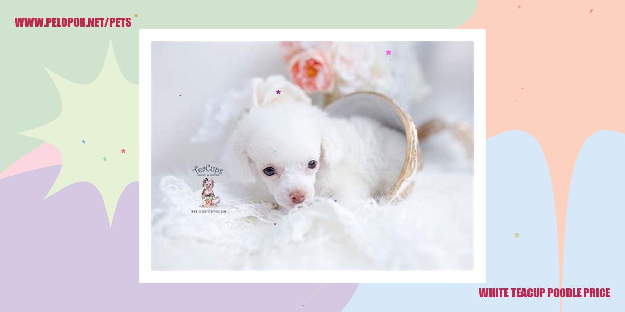White Teacup Poodle Price