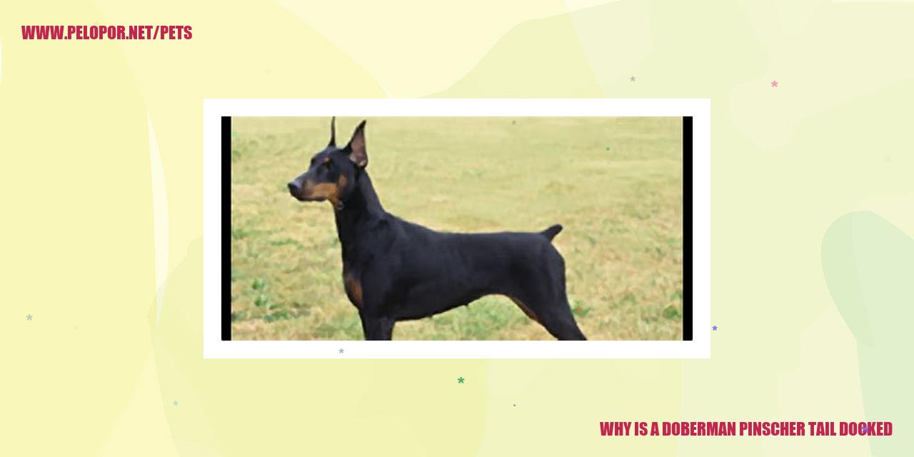 Why is a Doberman Pinscher tail docked